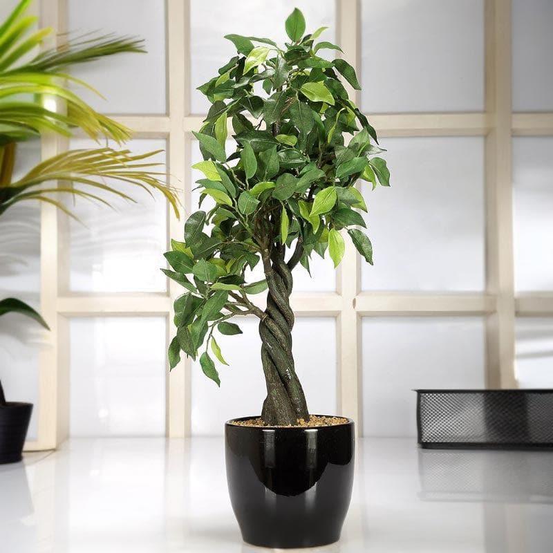 Artificial Plants - Faux Tall Ficus Bonsai (55 cms) - Green