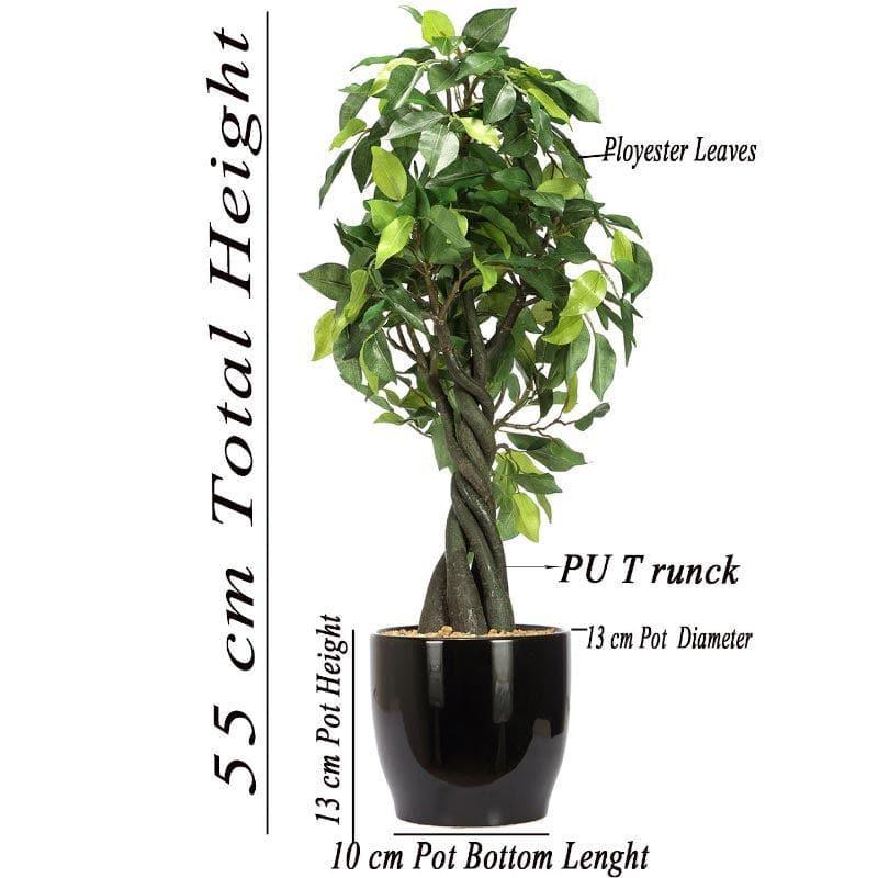 Artificial Plants - Faux Tall Ficus Bonsai (55 cms) - Green