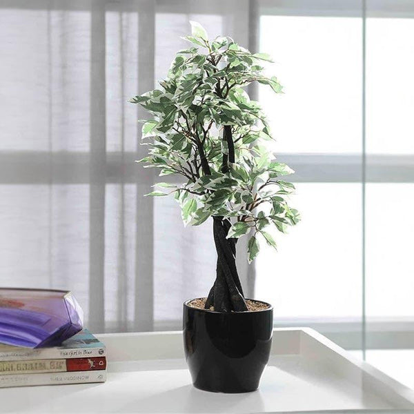 Artificial Plants - Faux Tall Ficus Bonsai (55 cms) - Green & White