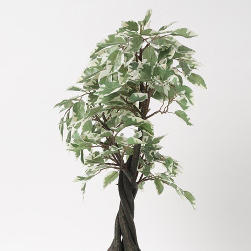 Artificial Plants - Faux Tall Ficus Bonsai (55 cms) - Green & White