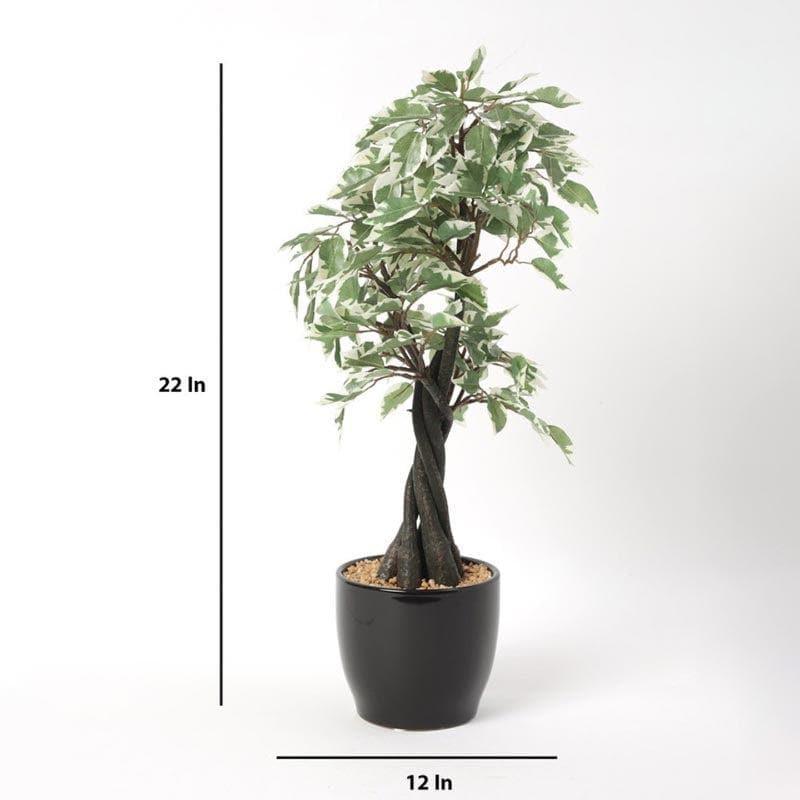 Artificial Plants - Faux Tall Ficus Bonsai (55 cms) - Green & White