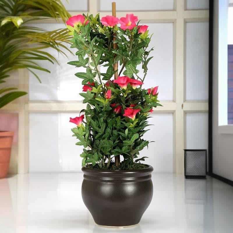 Artificial Plants - Faux Tall Morning Glory Bonsai In Ceramic Pot (50 cms) - Pink