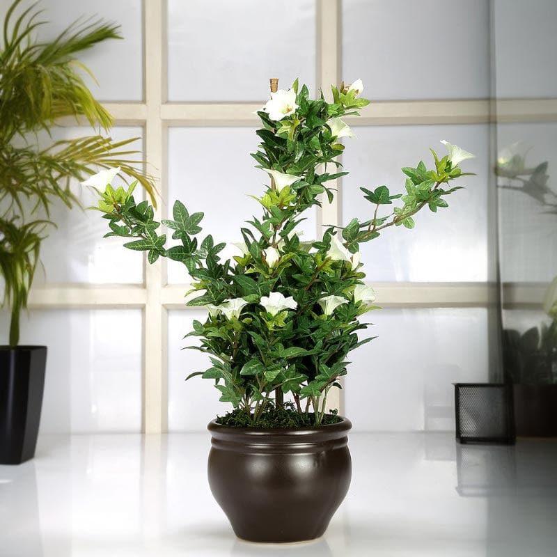 Buy Faux Tall Morning Glory Bonsai In Ceramic Pot (50 cms) - White Artificial Plants from Vaaree