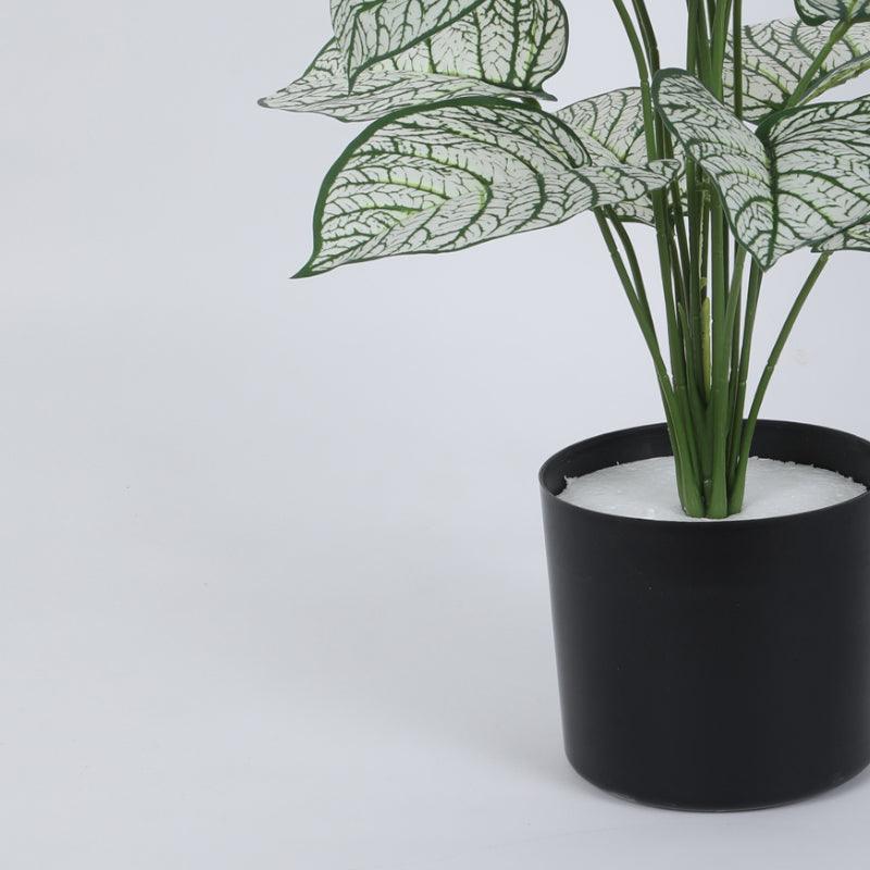 Buy Faux Tropica Dieffenbachia Silk Plant With Pot - 2.13 ft Artificial Plants from Vaaree