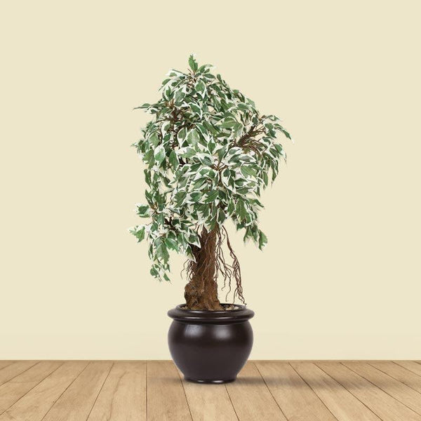 Artificial Plants - Faux Twisted Ficus Bonsai (2.03 ft) - Green & White