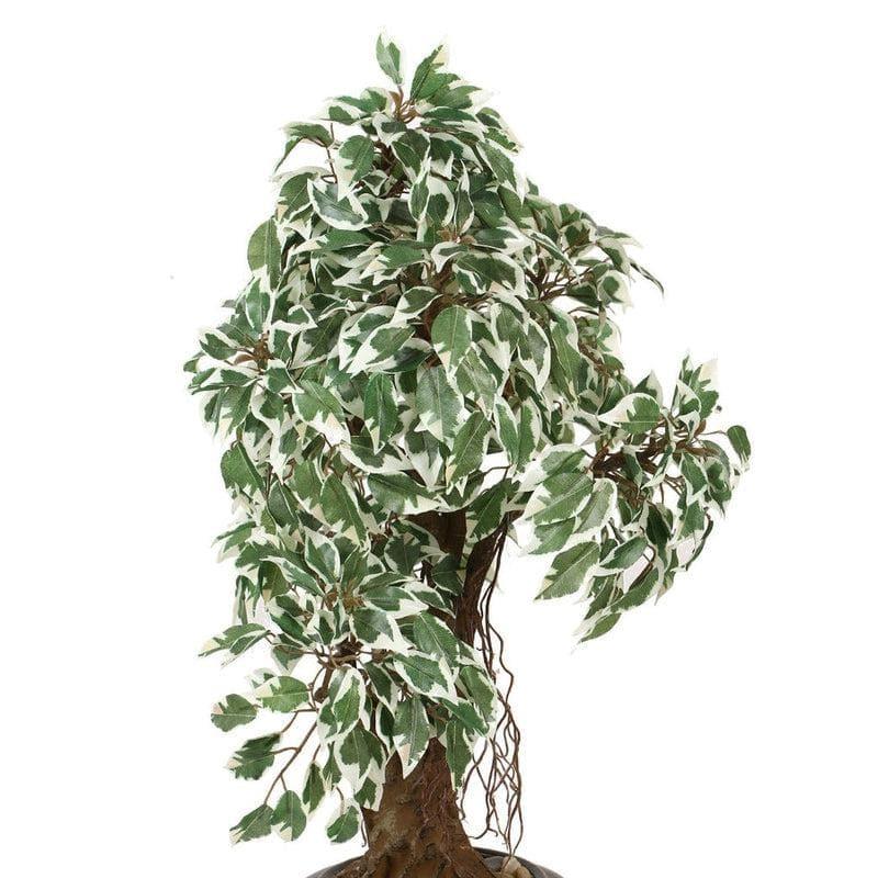 Artificial Plants - Faux Twisted Ficus Bonsai (2.03 ft) - Green & White