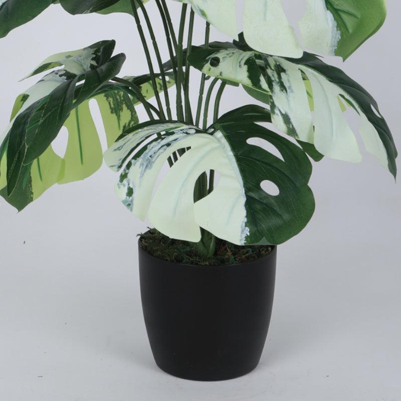 Buy Faux White Monstera Silk Plant With Pot - 55 cms Artificial Plants from Vaaree