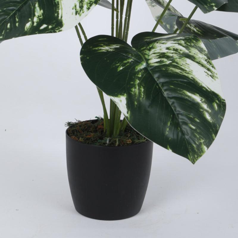 Buy Faux White Patch Monstera Silk Plant With Pot - 55 cms Artificial Plants from Vaaree