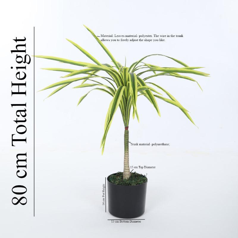 Buy Faux Yellow Dragon Tree Plant With Pot - 2.62 ft Artificial Plants from Vaaree