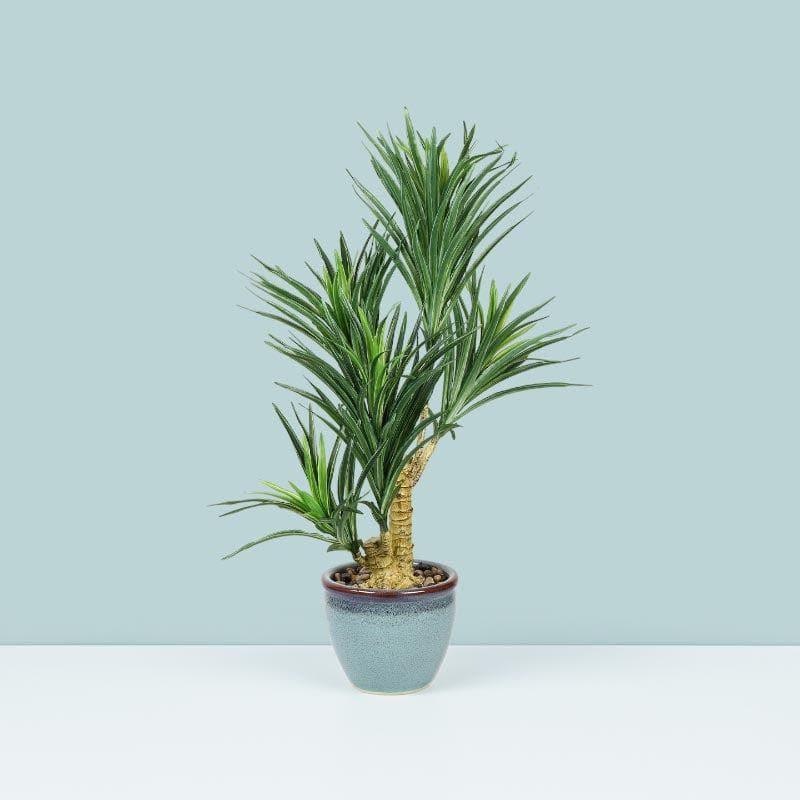 Artificial Plants - Faux Yucca Bonsai In Bowl Pot - 60 cms