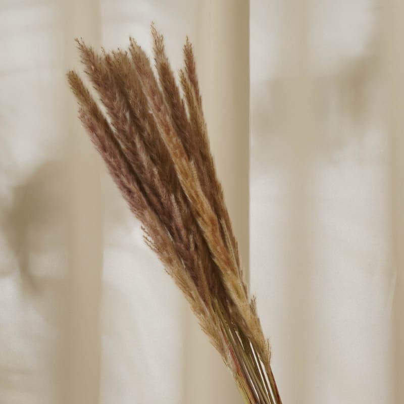 Buy Foxtail Pampas Stems (2.62 ft) - Natural Artificial Flowers from Vaaree