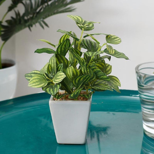 Buy Artificial Plants - Wandering Jew Faux Bonsai - Striped Green at Vaaree online