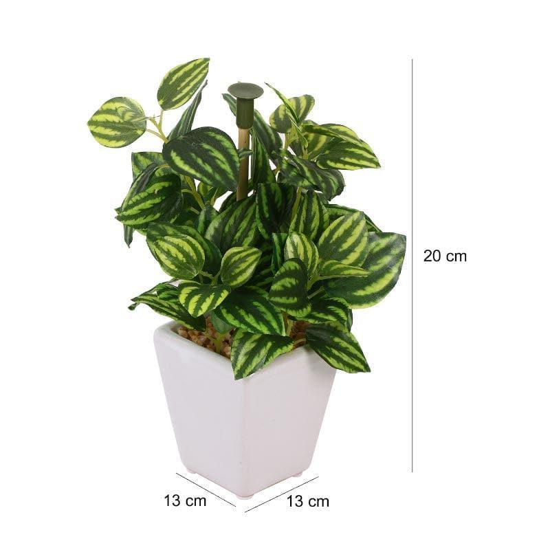 Artificial Plants - Wandering Jew Faux Bonsai (20 cms) - Striped Green