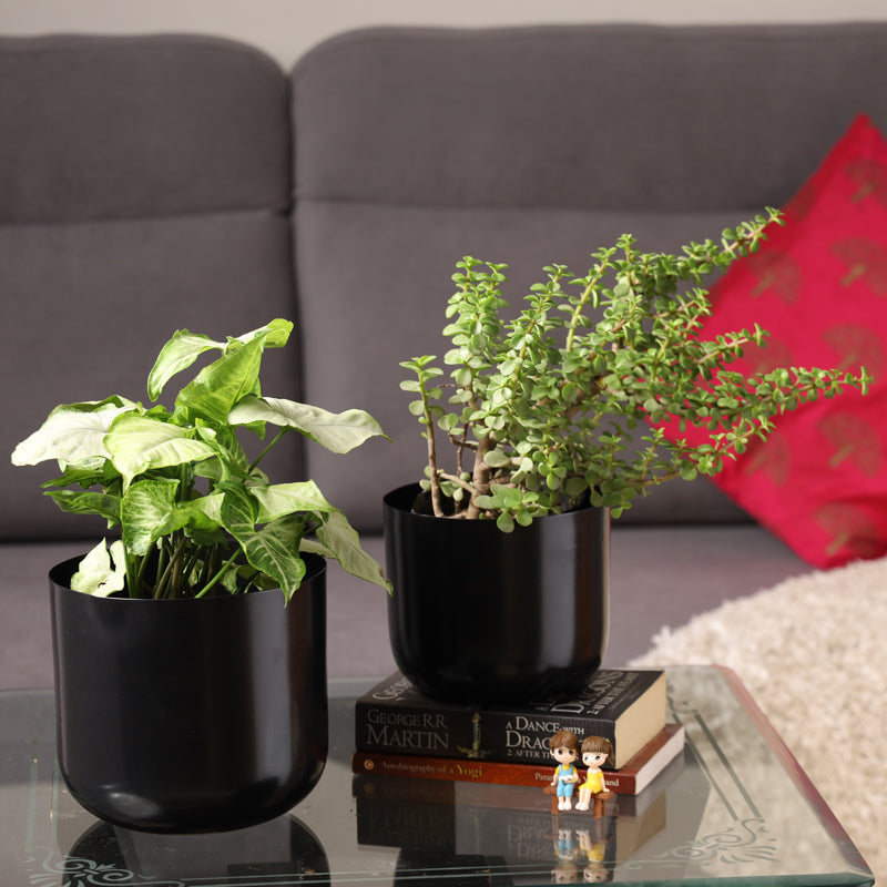 Buy Luxe Glow Planter (Black) - Set Of Two Pots & Planters from Vaaree