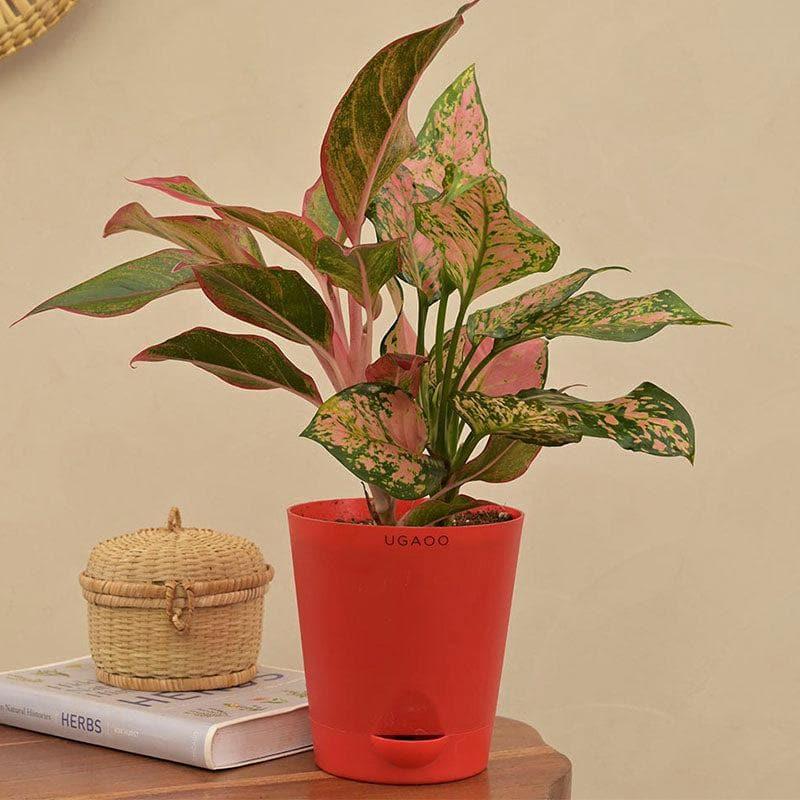 Buy Ugaoo Aglaonema Beauty Live Plant Live Plants from Vaaree