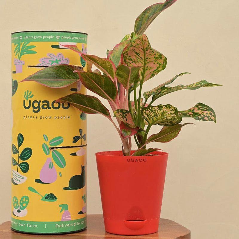 Buy Ugaoo Aglaonema Beauty Live Plant Live Plants from Vaaree