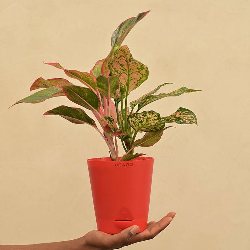 Buy Ugaoo Aglaonema Beauty Live Plant Live Plants from Vaaree