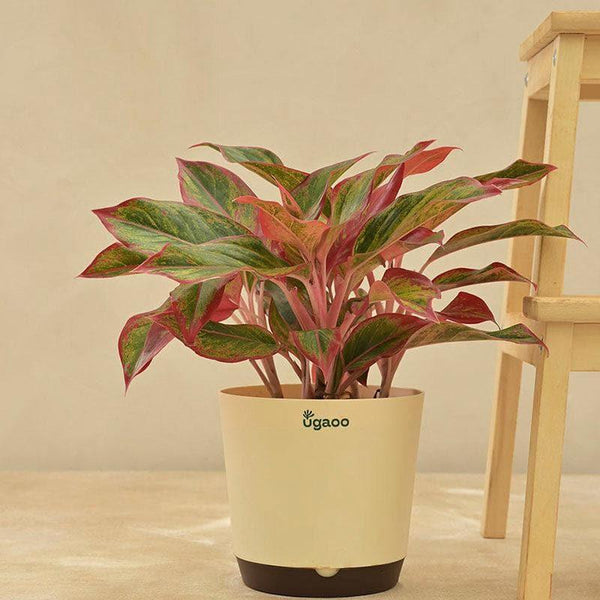 Buy Ugaoo Aglaonema Natural Live Indoor Plant - Large Live Plants from Vaaree