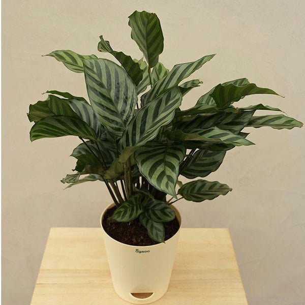 Buy Ugaoo Calathea Freddie Natural Live Indoor Plant - Medium Live Plants from Vaaree