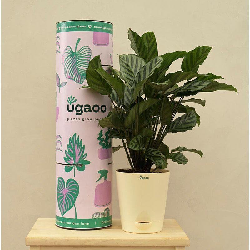 Buy Ugaoo Calathea Freddie Natural Live Indoor Plant - Medium Live Plants from Vaaree