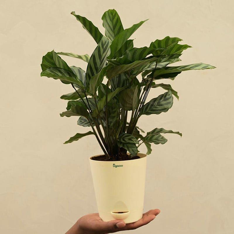 Buy Ugaoo Calathea Freddie Natural Live Indoor Plant - Medium Live Plants from Vaaree