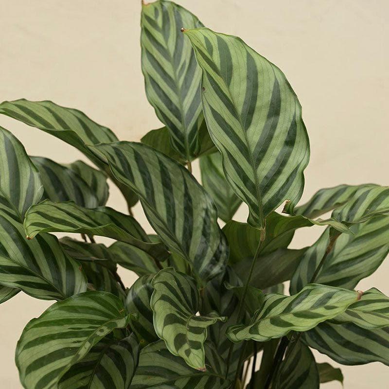 Buy Ugaoo Calathea Freddie Natural Live Indoor Plant - Medium Live Plants from Vaaree