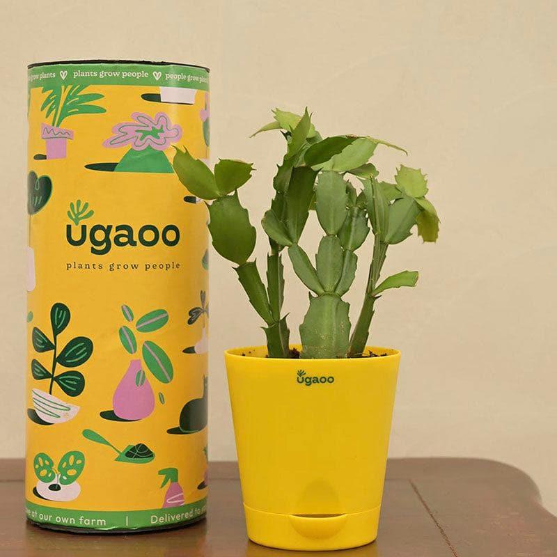 Buy Ugaoo Christmas Cactus With Self Watering Pot Live Plants from Vaaree