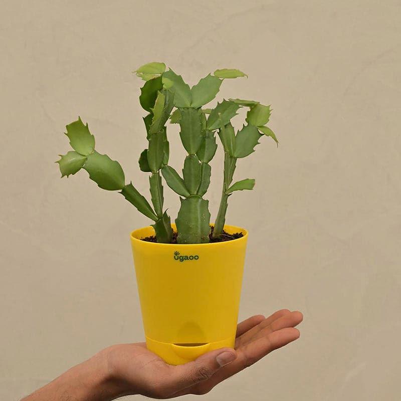 Buy Ugaoo Christmas Cactus With Self Watering Pot Live Plants from Vaaree