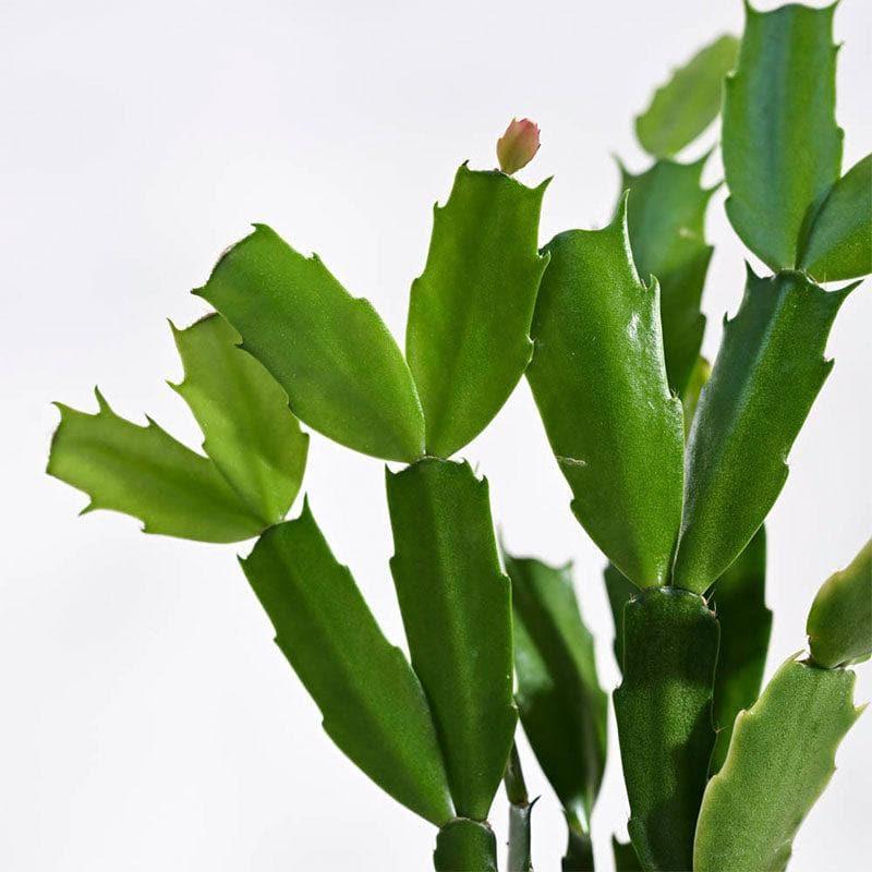 Buy Ugaoo Christmas Cactus With Self Watering Pot Live Plants from Vaaree