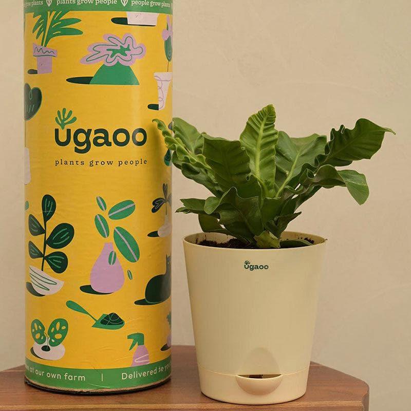 Buy Ugaoo Cobra Fern Natural Live Indoor Plant - Medium Live Plants from Vaaree