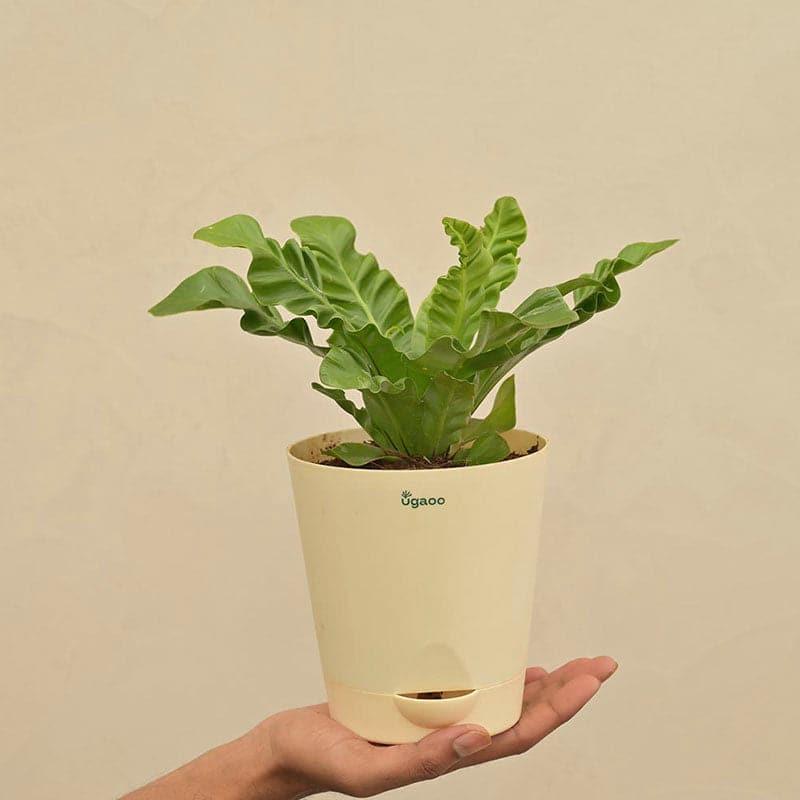 Buy Ugaoo Cobra Fern Natural Live Indoor Plant - Medium Live Plants from Vaaree