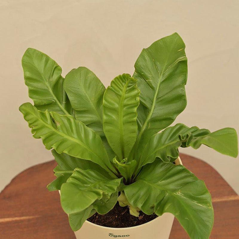 Buy Ugaoo Cobra Fern Natural Live Indoor Plant - Medium Live Plants from Vaaree