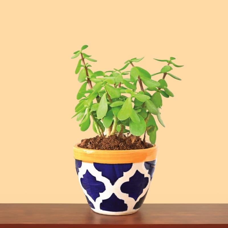 Buy Ugaoo Good Luck Jade Plant With Apple Rose Blue Ceramic Pot Live Plants from Vaaree