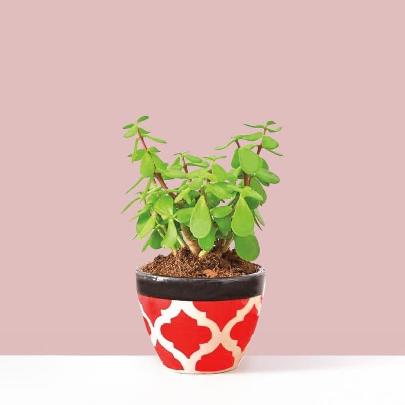 Buy Ugaoo Good Luck Jade Plant With Apple Rose Ceramic Pot Live Plants from Vaaree