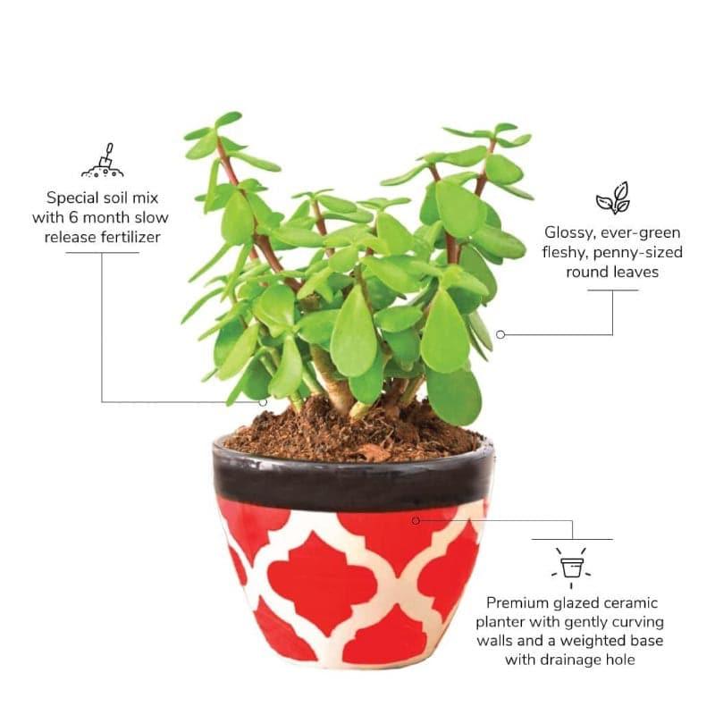 Buy Ugaoo Good Luck Jade Plant With Apple Rose Ceramic Pot Live Plants from Vaaree