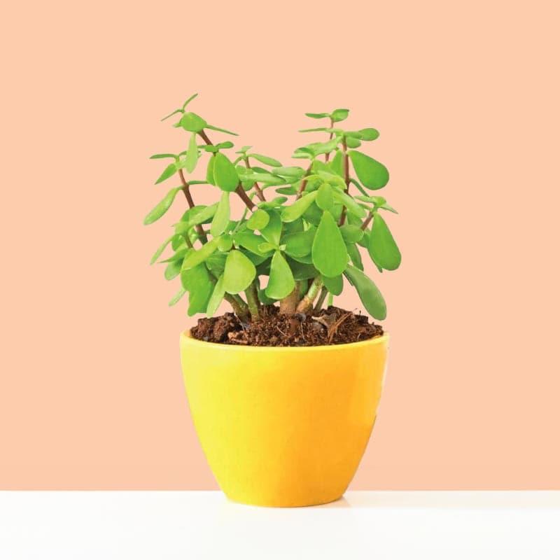 Buy Ugaoo Good Luck Jade Plant With Apple Yellow Ceramic Pot Live Plants from Vaaree