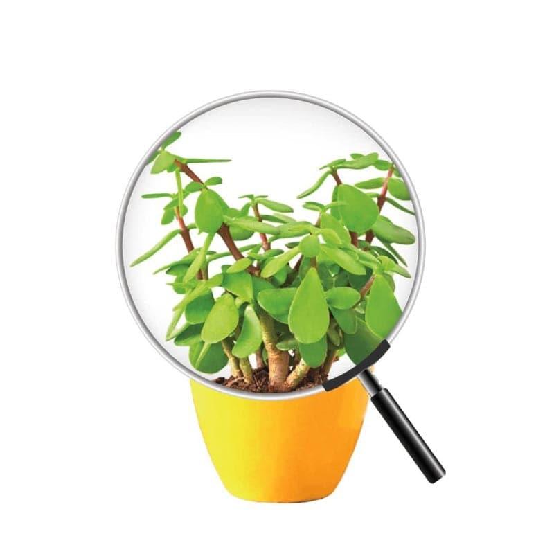 Buy Ugaoo Good Luck Jade Plant With Apple Yellow Ceramic Pot Live Plants from Vaaree