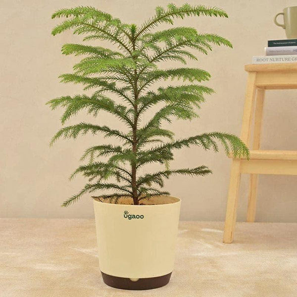 Buy Ugaoo Indian Christmas Tree Indoor Live Plant - Large Live Plants from Vaaree