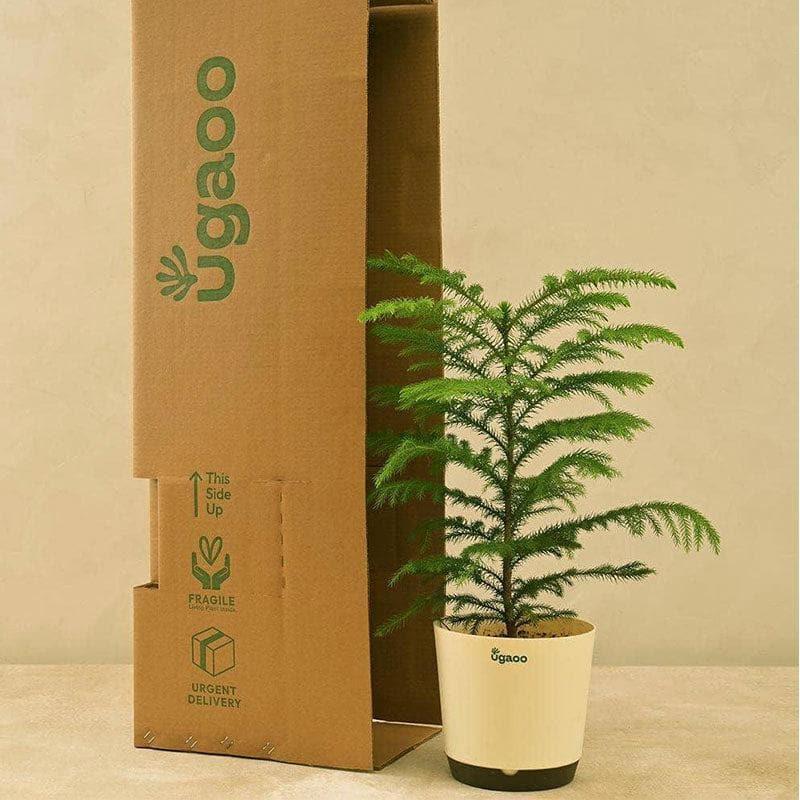 Buy Ugaoo Indian Christmas Tree Indoor Live Plant - Large Live Plants from Vaaree