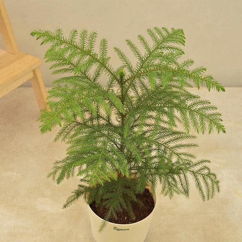 Buy Ugaoo Indian Christmas Tree Indoor Live Plant - Large Live Plants from Vaaree