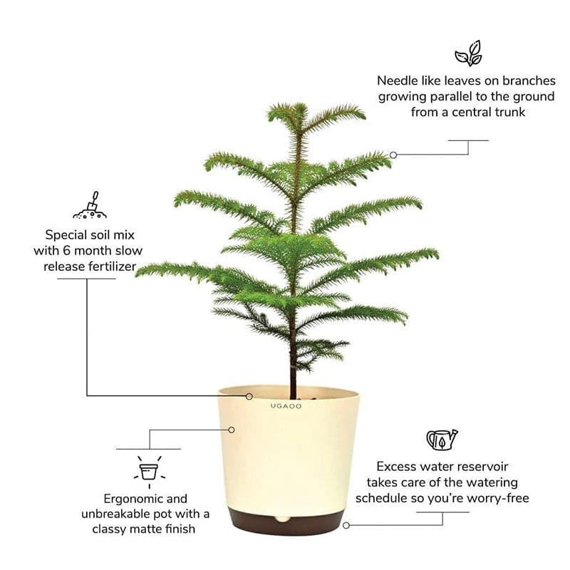 Buy Ugaoo Indian Christmas Tree Indoor Live Plant - Large Live Plants from Vaaree