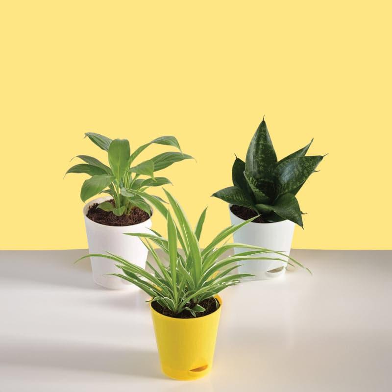 Buy Ugaoo Indoor Air Purifier Plants With Pots - Set Of Three Live Plants from Vaaree