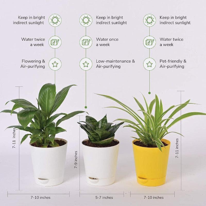 Buy Live Plants - Ugaoo Indoor Air Purifier Plants With Pots - Set Of Three at Vaaree online