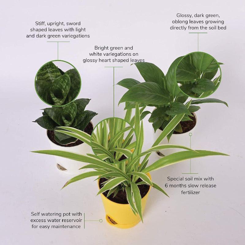 Buy Ugaoo Indoor Air Purifier Plants With Pots - Set Of Three Live Plants from Vaaree