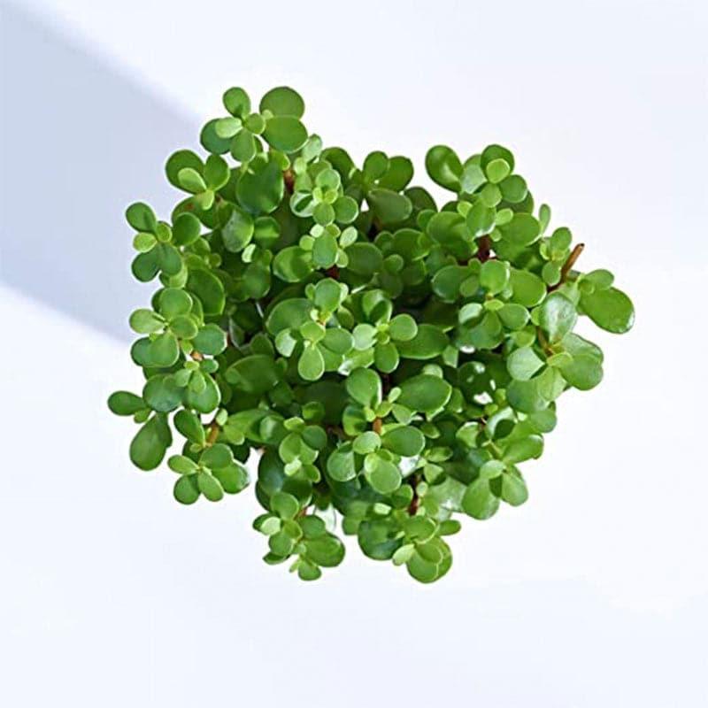 Buy Ugaoo Jade Plant With Self Watering Pot Live Plants from Vaaree