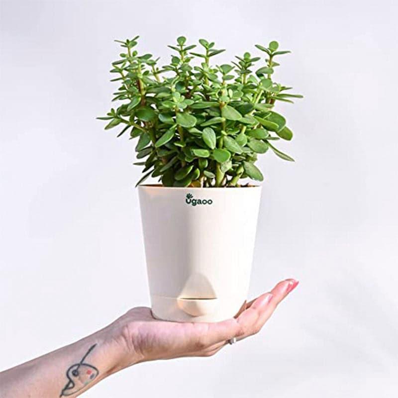 Buy Ugaoo Jade Plant With Self Watering Pot Live Plants from Vaaree