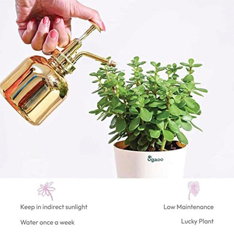 Buy Ugaoo Jade Plant With Self Watering Pot Live Plants from Vaaree