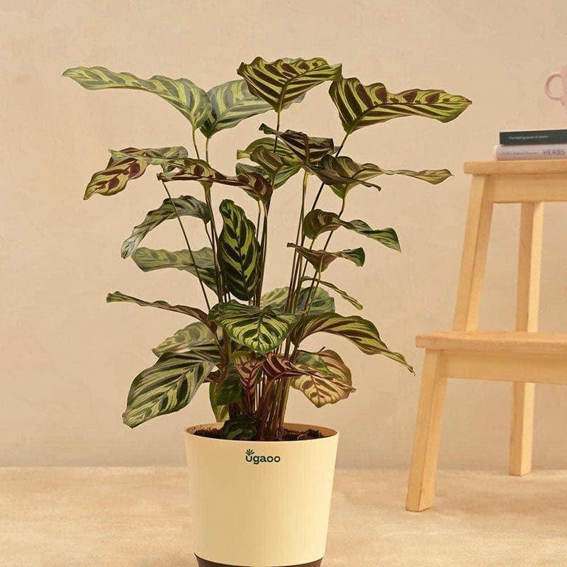 Buy Ugaoo Peacock Live Plant With Self Watering Pot - Large Live Plants from Vaaree