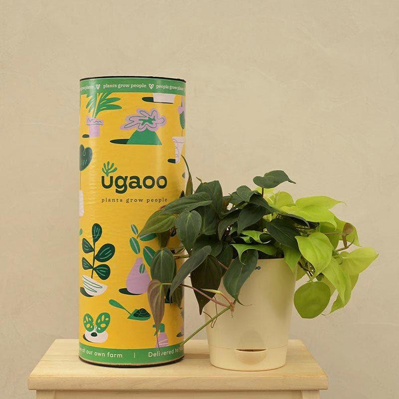 Buy Ugaoo Philodendron Oxycardium Golden and Black Plant Bouquet Live Plants from Vaaree