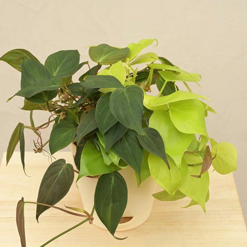 Buy Ugaoo Philodendron Oxycardium Golden and Black Plant Bouquet Live Plants from Vaaree